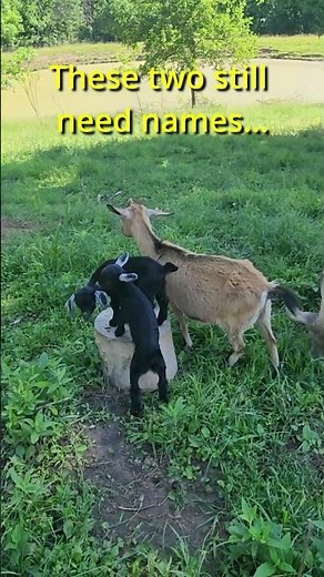Help Me Name These Baby Goats 🐐🐐