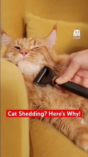 Why Do Cats Shed So Much? 🐱 The Real Reasons Explained!