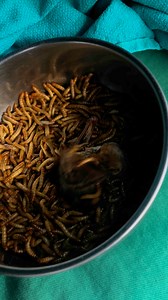 1.3M views · 2.9K reactions | Good morning, everyone! This rescued, Eastern Red bat is absolutely loving her breakfast, and it’s safe to say she’s savoring every bite! She’s definitely showing us how to enjoy the little things.驪❤️ | Bat World Sanctuary | Facebook