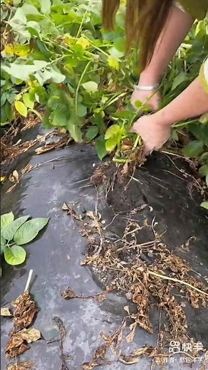 From Soil to Table: Potato Harvesting #harvesting #farmingtips
