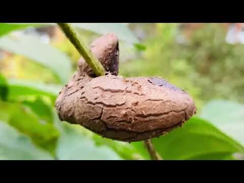 Wildlife and nature photography | Dioscorea bulbifera Tarod Air Potato #tweening
