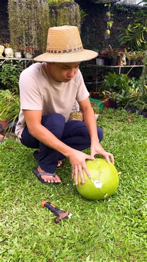 2.5M views · 12K reactions | Parang buko talaga itsura eh  Calabash fruit or kung tawagin miracle fruit  #fypシ゚ | Marjon Tolentino | Facebook