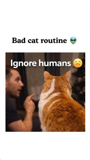 Bad cat daily routine 😈 #badcat #catmemes #funnycats #shorts #fury