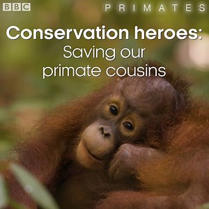 116K views · 4.8K reactions | No primates have gone extinct in the last 100 years....but that could change. #Primates | BBC Earth | Facebook