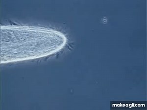 Paramecium cilia movement on Make a GIF