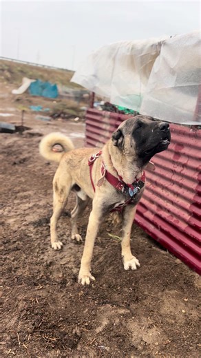 #trmeydancilar #adana #tarsus #trkangal #maşallah🧿