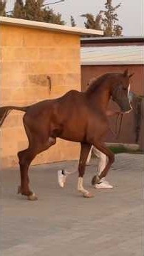 A Miracle in Jordan: A Horse Like a Camel but a Purebred Arabian... The Hunchback #60ShowWithDrHa...
