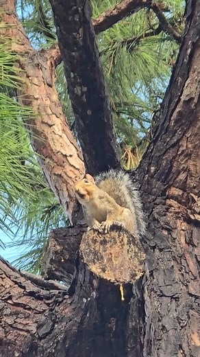 Why Squirrels bark at you? #SquirrelLove #CuteAnimals #Nature #squirrel | June Seals