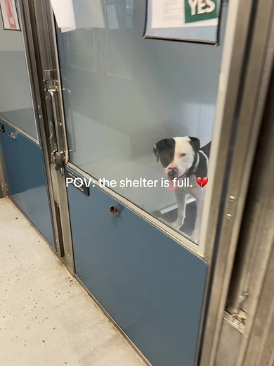 Adopt a Shelter Dog in Windsor, Ontario