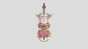 adult_digestive_system (1) - 3D model by chuenulaf2024
