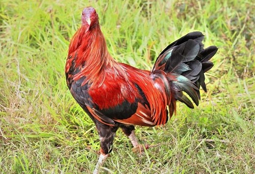 12 Fighting Rooster Breeds | Check for Images! - Farm and Chill