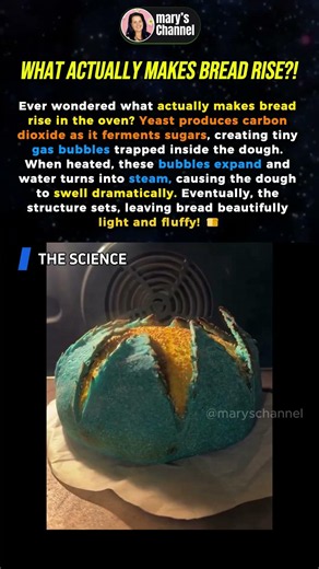 The Amazing Science Behind Bread Rising in the Oven! 🍞😳 #shortsfeed
