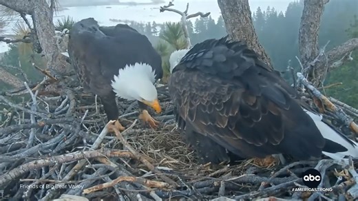 America's favorite bald eagle family is back—and they have two eggs in the nest and counting! David Muir revisits the story of Jackie and Shadow of Big Bear Valley, California, as the expected parents prepare their nest to make it through the hard winter. https://abcnews.link/vYp9AWa | ABC World News Tonight with David Muir