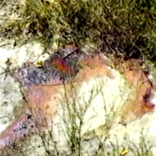 (1) Video Facebook#forensics #forensicinvestigation #CrimeInvestigation #ForensicScience #truecrime | Forensic Files Full Episodes