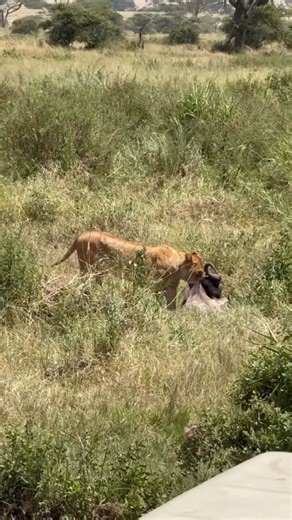 African Safari Vacations Wilderness Wonders: African Safari Embark on an African safari vacation, immersing yourself in the continent's majestic landscapes and incredible wildlife. Experience the thrill of an African safari, encountering iconic wildlife and breathtaking scenery across diverse ecosystems. https://tanzaniaadventures.co.tz/tour/trip/african-safari-vacations.php WhatsApp: 255754042154 #tananiasafari #tanzaniaadventures #africa | Tanzania Adventures Group