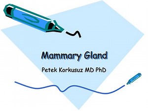 Mammary Gland - SlideServe