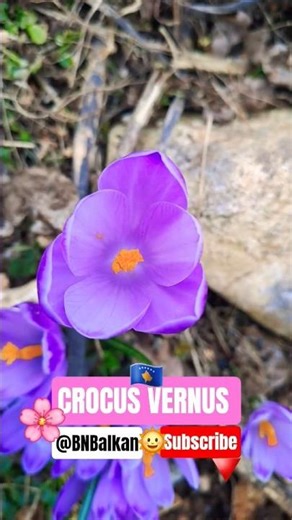 🌸🇽🇰|DUTCH CROCUS |CROCUS VERNUS🔻#flowers #wildlife #mountains #fyp #balkan #kosova
