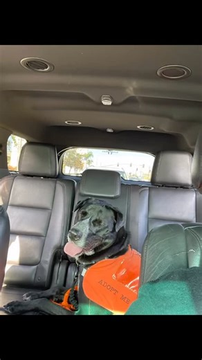 WAGS ~ Westminster Adoption Group and Services on Instagram: "Missy at our adoption event and DDE! I got the honor of being paired with Missy for the adoption event today and she did so well. She is such a love. Missy can be nervous or become overwhelmed in some situations but given the guidance and reassurance she excels. In the just the time I spent with her at the adoption event, I observed that she doesn’t like people coming up to her with things in their hands and needs a short moment to pr