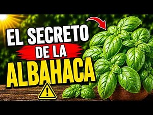 If you have BASIL at home… you need to know this. The hidden truth