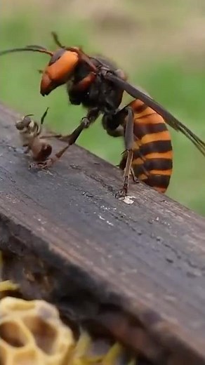 Bees’ Secret Weapon Against a Killer Hornet 😱