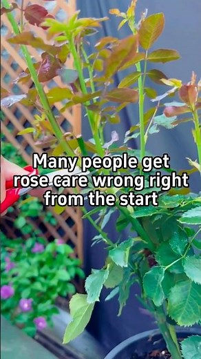 Stop Making This Rose Care Mistake!