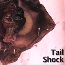 Reflex and Sensitization in a Sea Slug