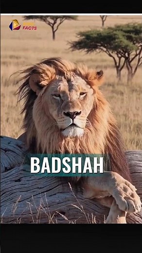 Why the Lion Is Called the King of the Jungle