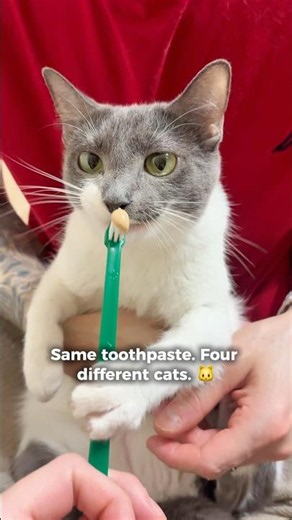 Ranking my cats' toothpaste faces 🐱
