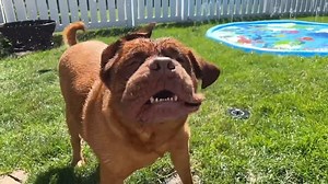 Dogue de Bordeaux Rescue alum Henry. | Dogue de Bordeaux Rescue, Inc.
