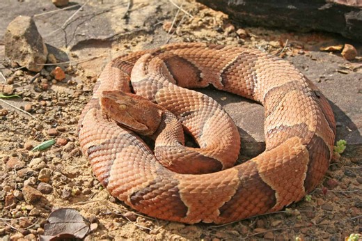 Discover the Largest Copperhead of All Time