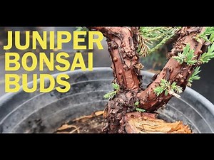 Spring Juniper Bonsai Buds - Eastern Leaf Quick Tips