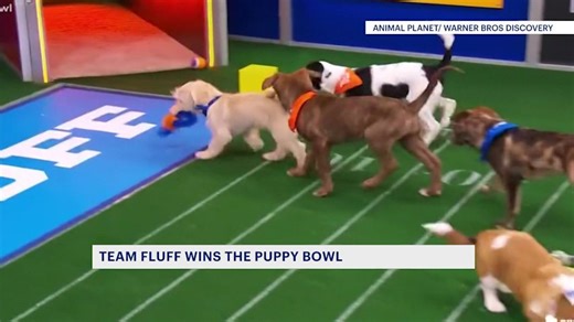 Team Fluff wins Puppy Bowl 22 as shelters get spotlight
