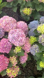 Hydrangea M ‘magical Revolution’ #3 Zone 5-9 Beautiful and Changing - Etsy