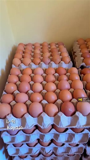 Affordable Chicken Farm Supplies in Kenya