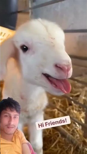 Sheep sound | lamb sound | sheep call | #lamb #sheep #shorts #viral