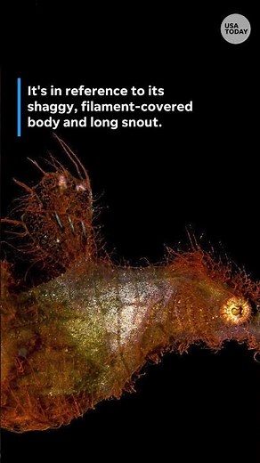 New fish species named after 'Sesame Street' character discovered. See the video.
