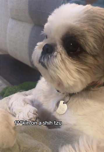 Understanding Shih Tzus: Fun Facts and Care Tips