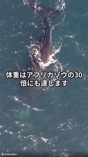 【実は知らない】『動物雑学』「クジラ」