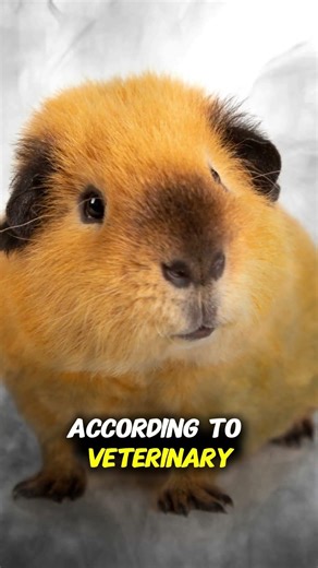 Dirty Guinea Pig Cages Are More Dangerous Than You Think