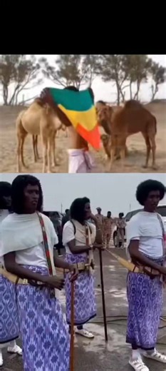 ግመሉም ያውቀዋል ያገሩን ባንዲራ !Afar traditional clothing and culture - Ethiopia Traditional dagger (gile) is part of cultural clothing #afar #ethiopia #afarculture #culture #🍏 🟡🍎
