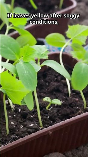 Why Cucumber Leaves Turn Yellow