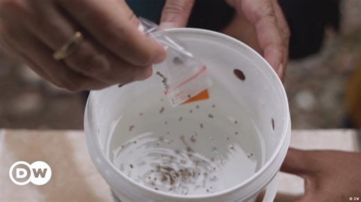 Fighting mosquitoes with mosquitoes