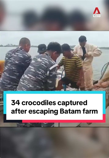 34 crocodiles that escaped from a farm in Batam’s Bulan Island have been captured, Indonesian authorities told CNA Indonesia on Wednesday (Jan 22). They’d escaped after torrential rain caused a fence around their pond to collapse on Jan 13. The risk of them swimming to Singapore was “very low”, said an Indonesian official. #batamnews #indonesia #indonesianews