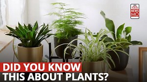 7 plants that'll take care of your mental health