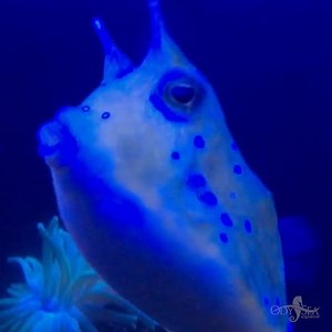 1.9K views · 69 reactions | Despite being a fish, Longhorn cowfish don’t quite swim like one. Their unique method of swimming, called “ostraciform swimming”, causes them to look like a hovering spaceship. https://goo.gl/tMVq1m | OdySea Aquarium | Facebook
