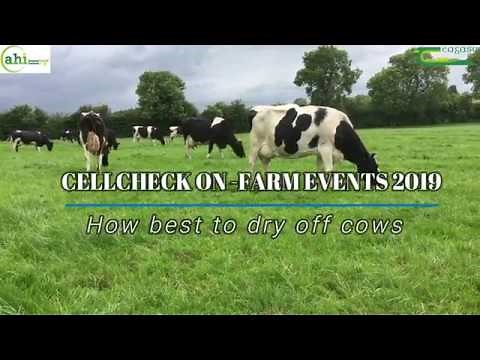 How Best To Dry Off Cows