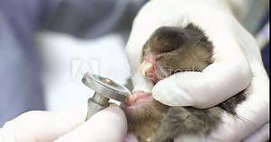 The veterinarian tried cutting off the regrown teeth of a domestic rabbit. Caring for the oral cavity of a rabbit in a veterinary clinic. Veterinary dentistry in rodents.