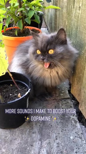 Boost Your Dopamine with Cat Sounds