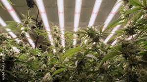 Cannabis planting herb to making drug from cannabis hemp at lab farming indoor. Cannabis farm indoor. LED lighting in greenhouse.