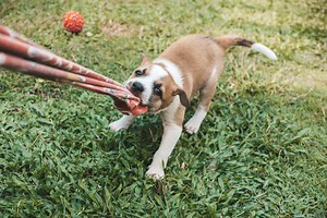 Tips to Stop a Dog From Tugging on Clothing | Great Pet Care